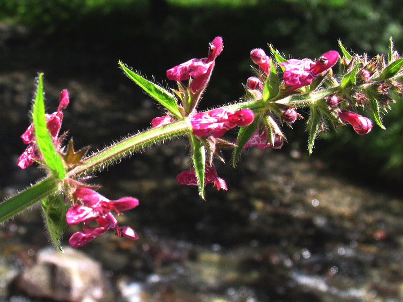 Stachys sylvatica L. /  Stregona dei boschi.